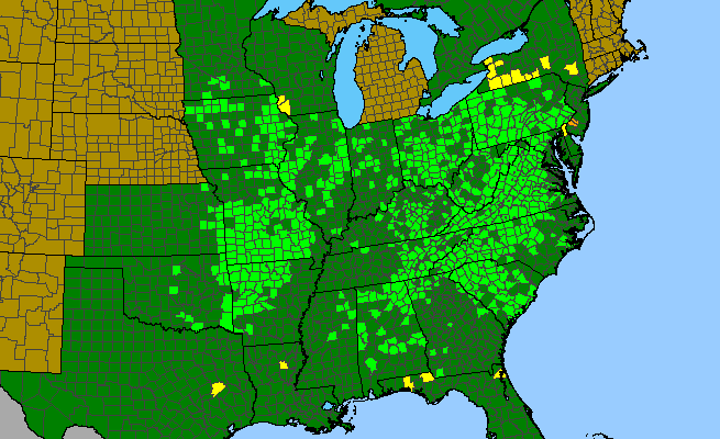 The range of Thaspium barbinode